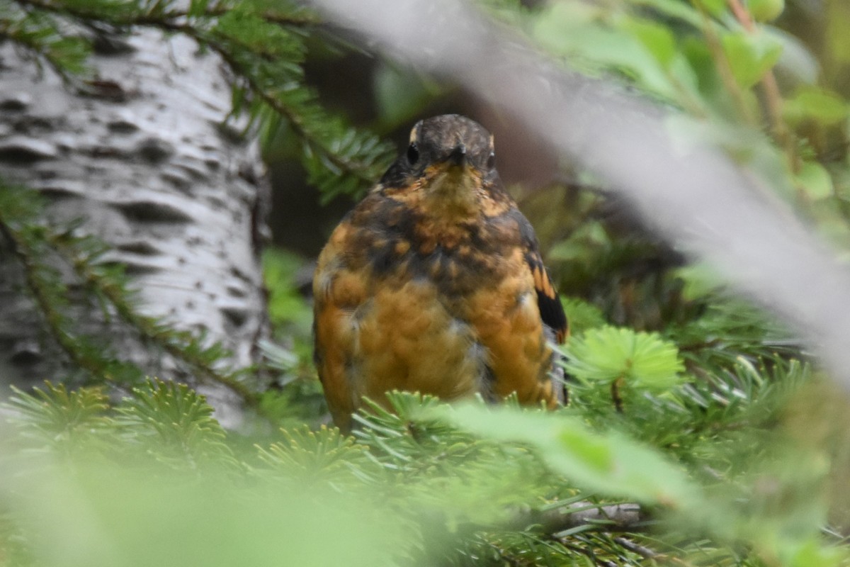 Varied Thrush - ML640107973