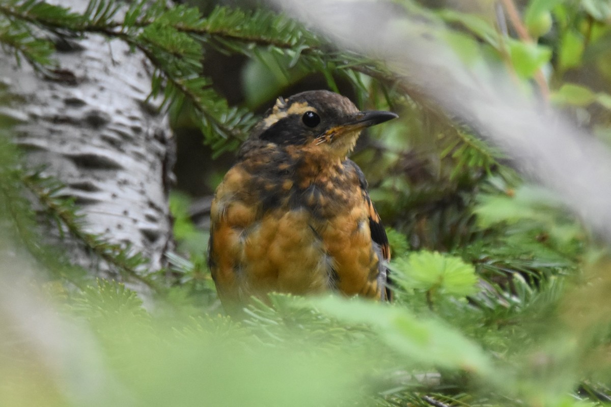 Varied Thrush - ML640107974
