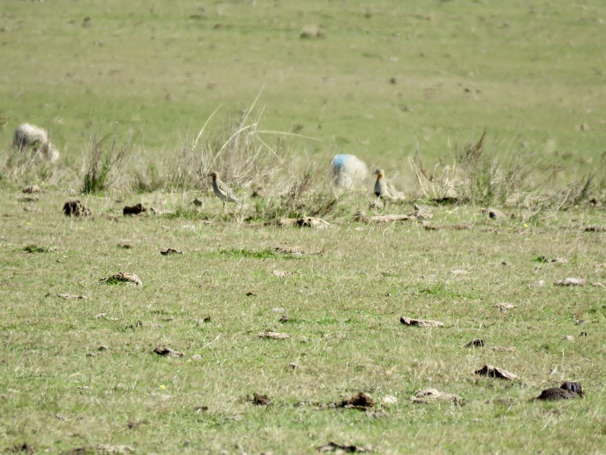 Tawny-throated Dotterel - ML640107980