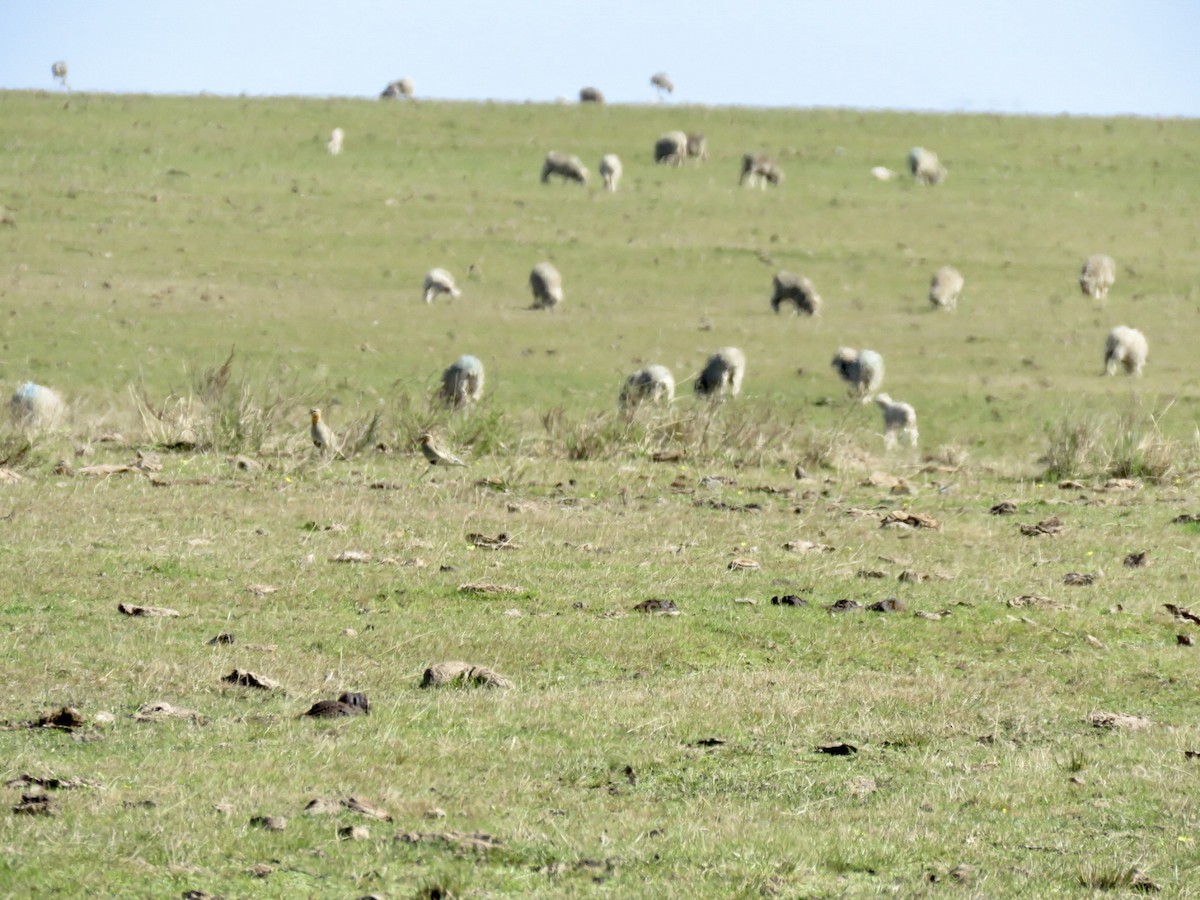 Tawny-throated Dotterel - ML640107981
