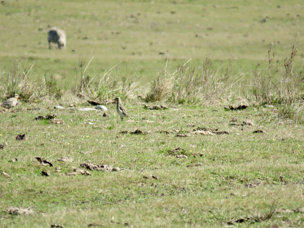 Tawny-throated Dotterel - ML640107982