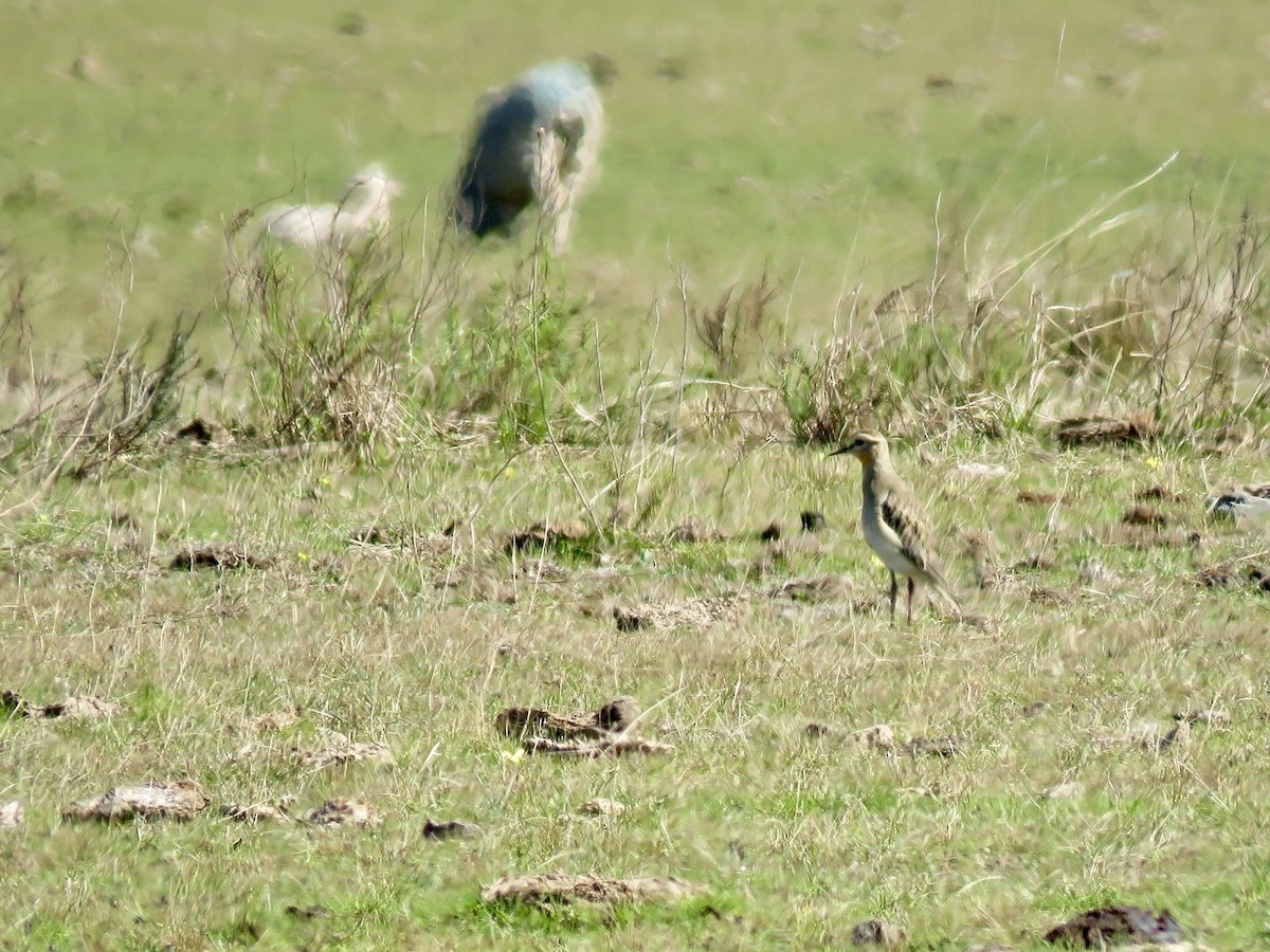 Tawny-throated Dotterel - ML640107983