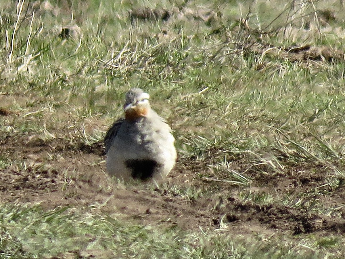 Tawny-throated Dotterel - ML640107984