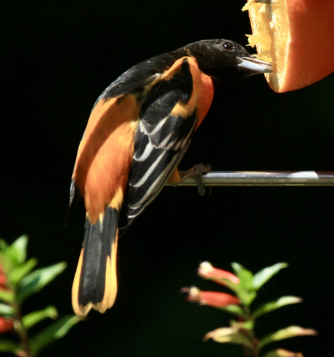 Baltimore Oriole - ML640108034