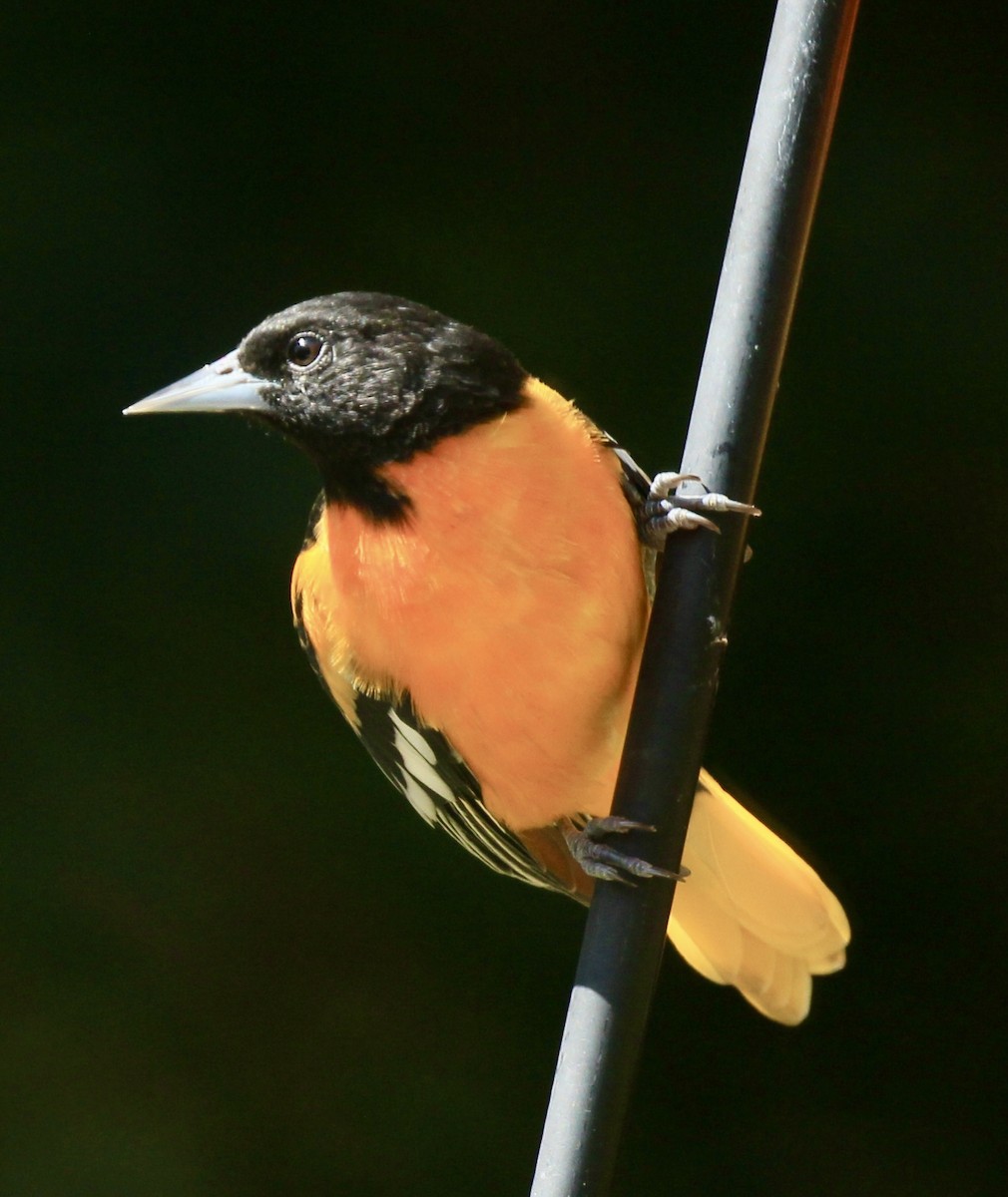Baltimore Oriole - ML640108035