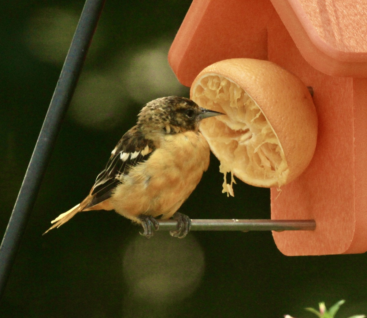 Baltimore Oriole - ML640108037