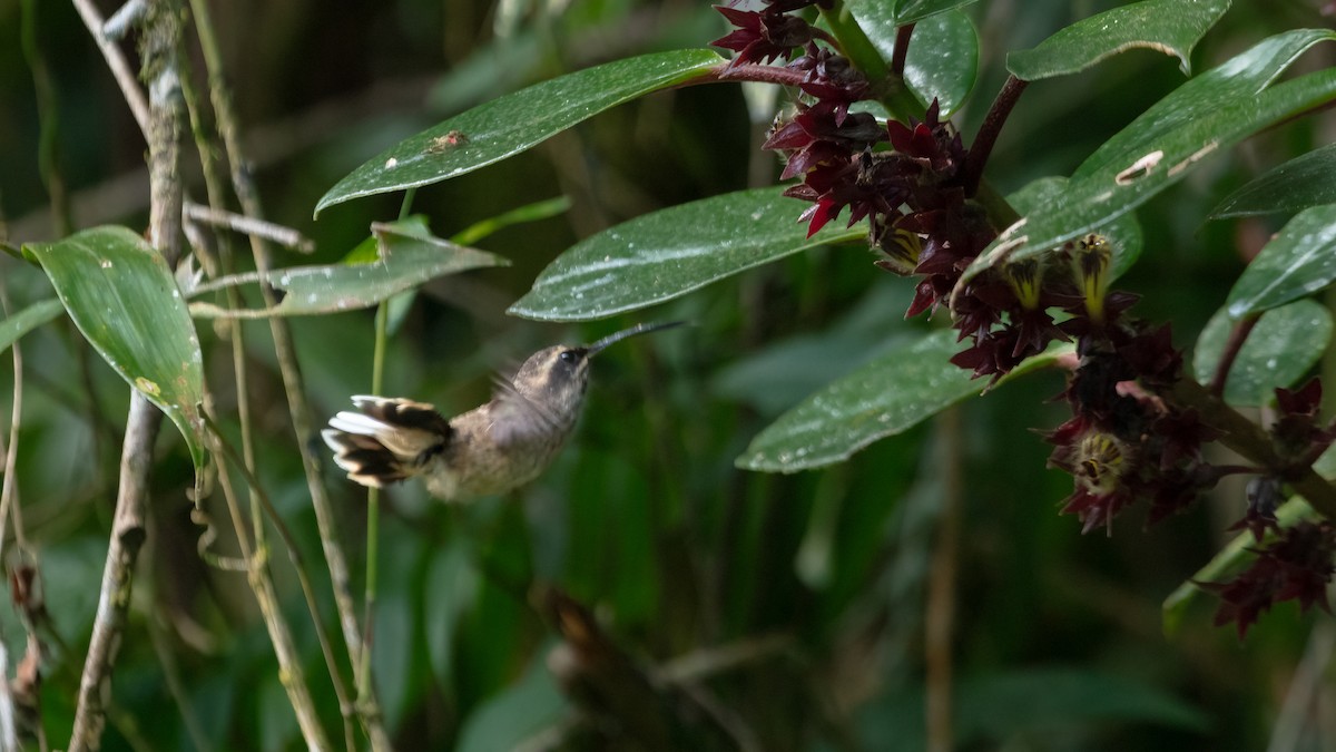 Dusky-throated Hermit - ML640108102