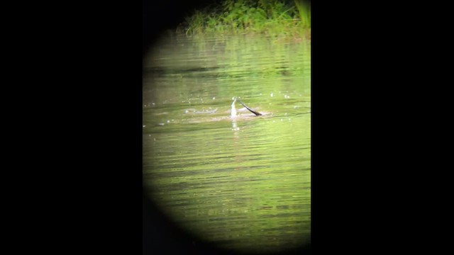 North American River Otter - ML640108140