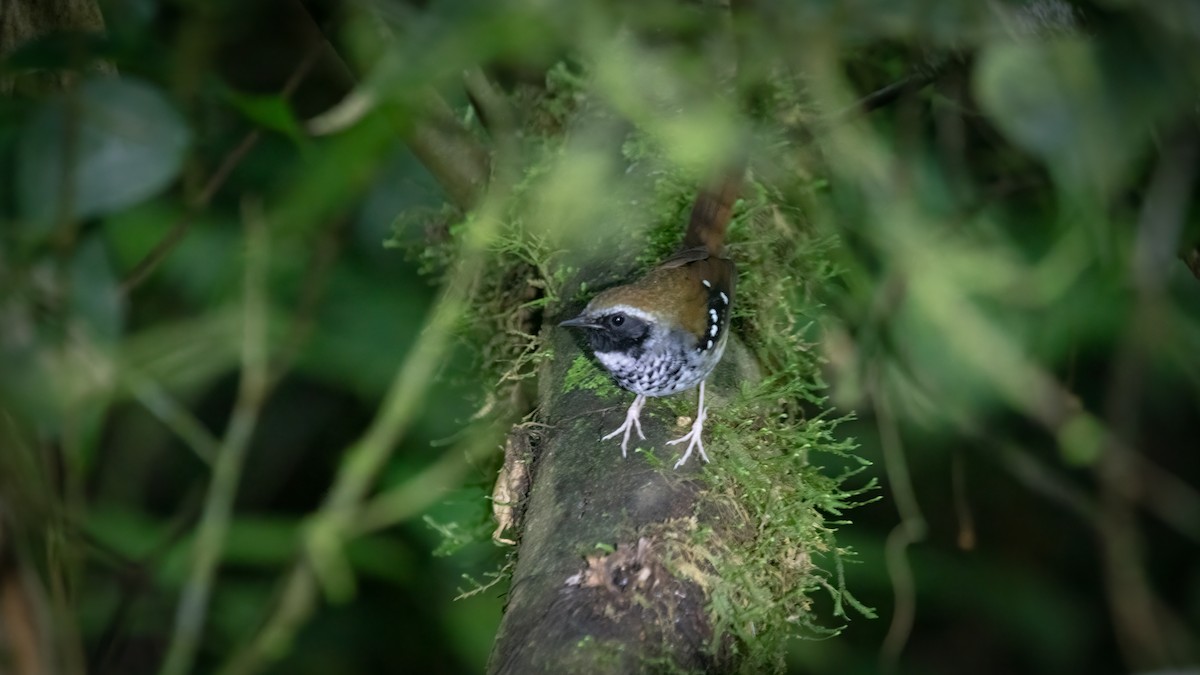 Squamate Antbird - ML640108159