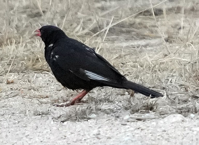 Red-billed Buffalo-Weaver - ML640108160