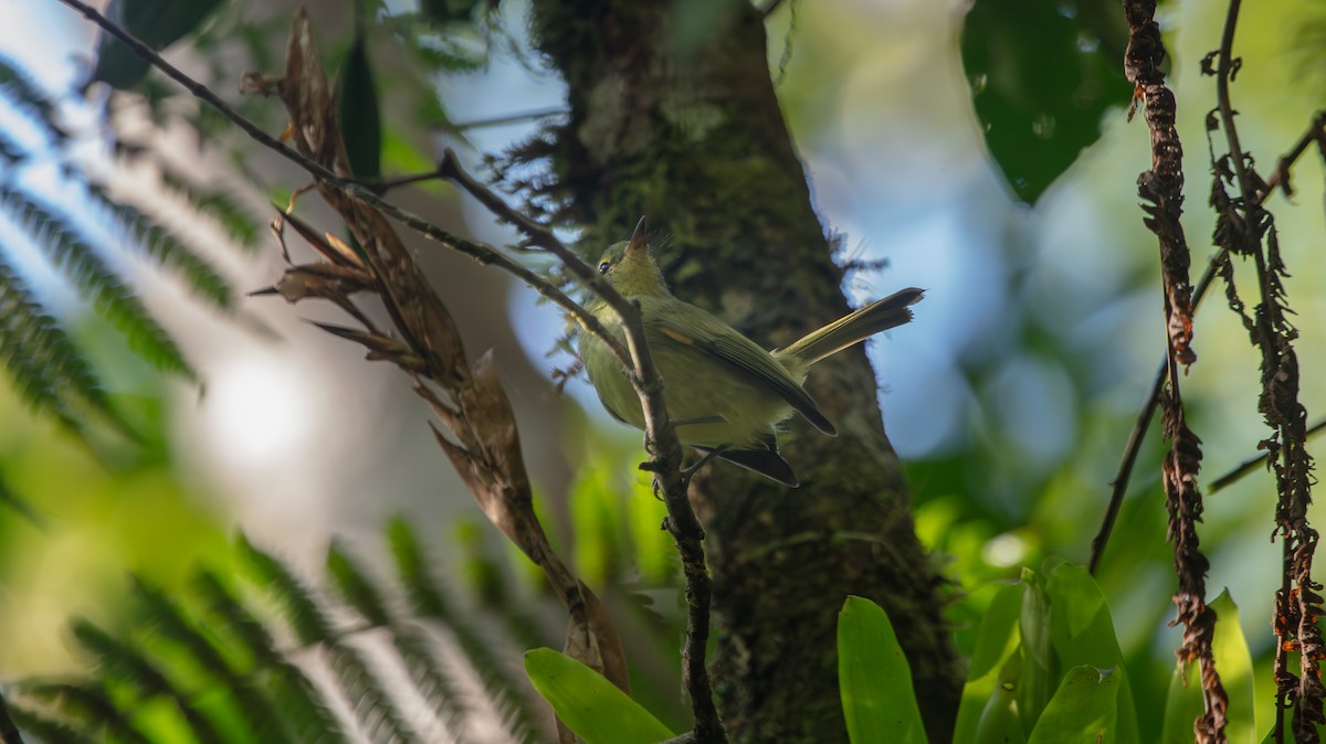 Oustalet's Tyrannulet - ML640108216