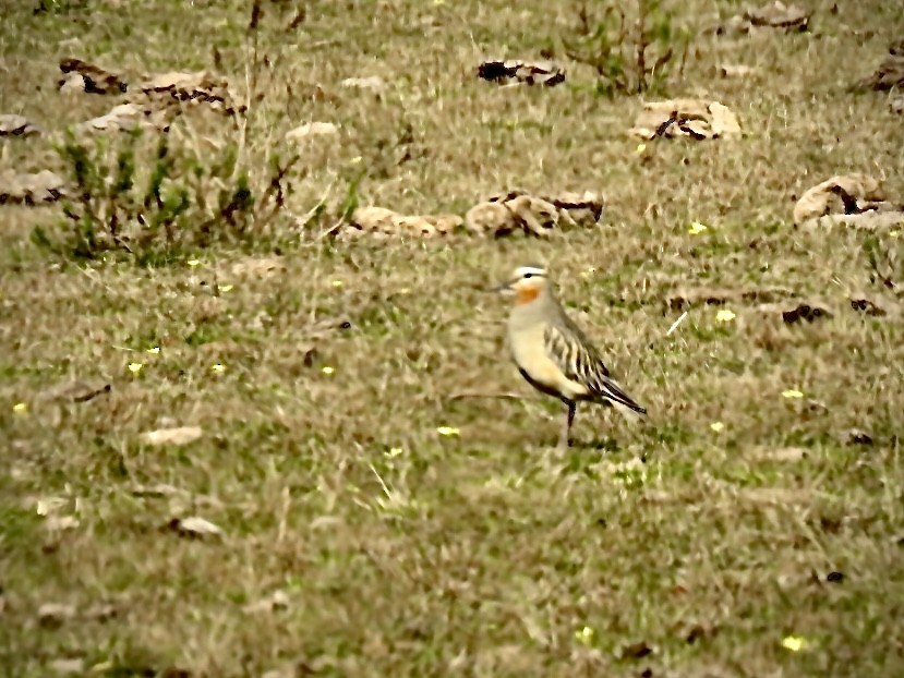 Tawny-throated Dotterel - ML640108252