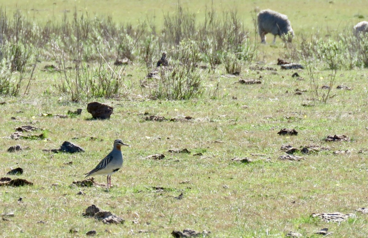 Tawny-throated Dotterel - ML640108253