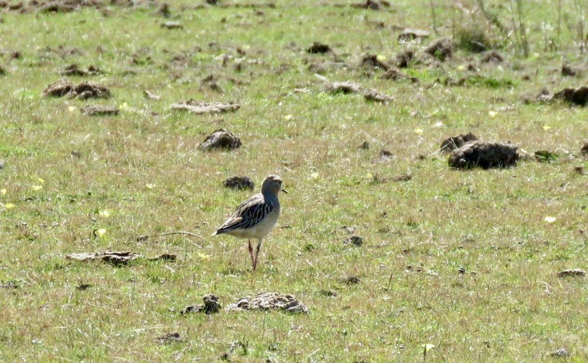 Tawny-throated Dotterel - ML640108254