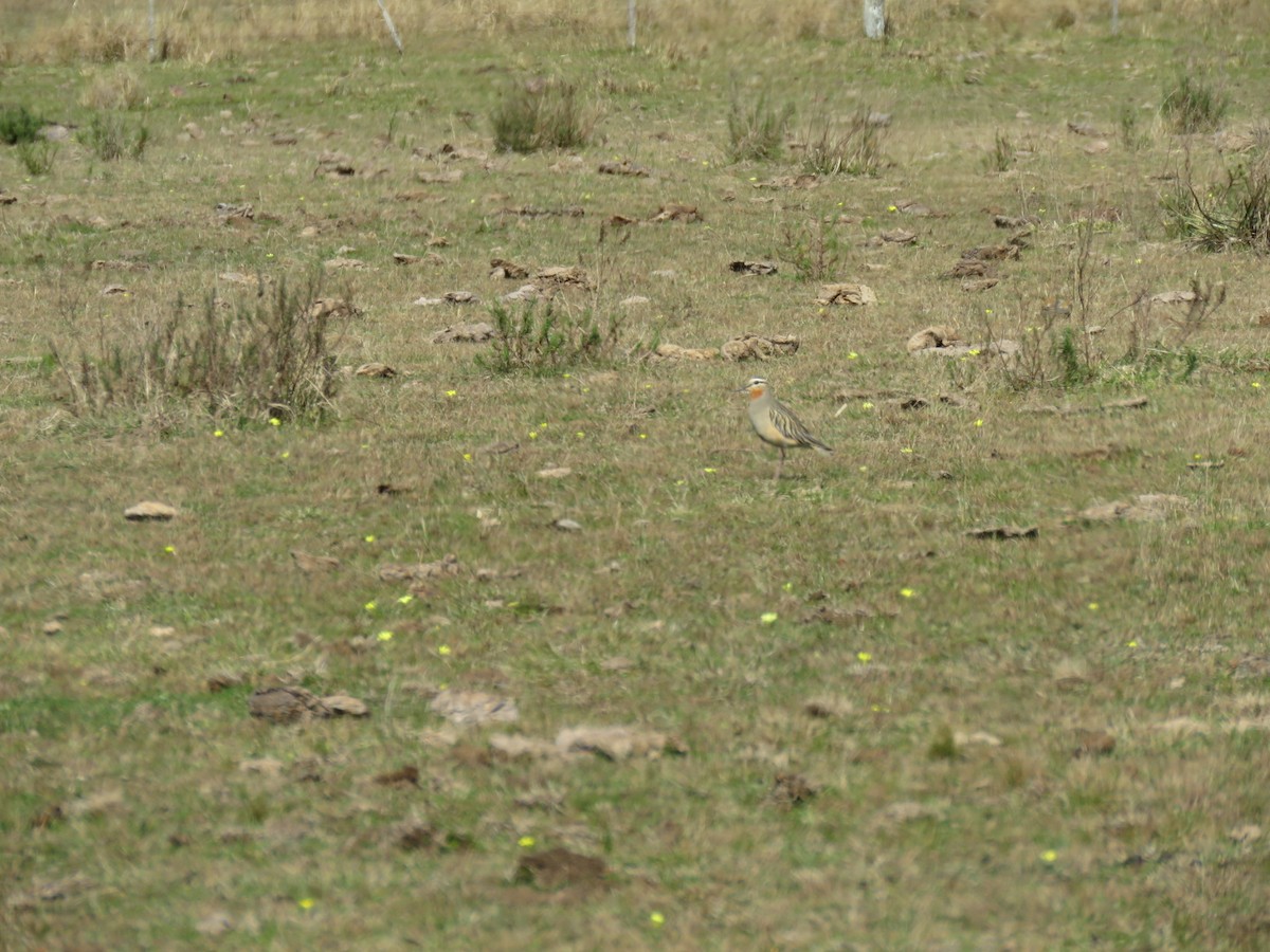 Tawny-throated Dotterel - ML640108255