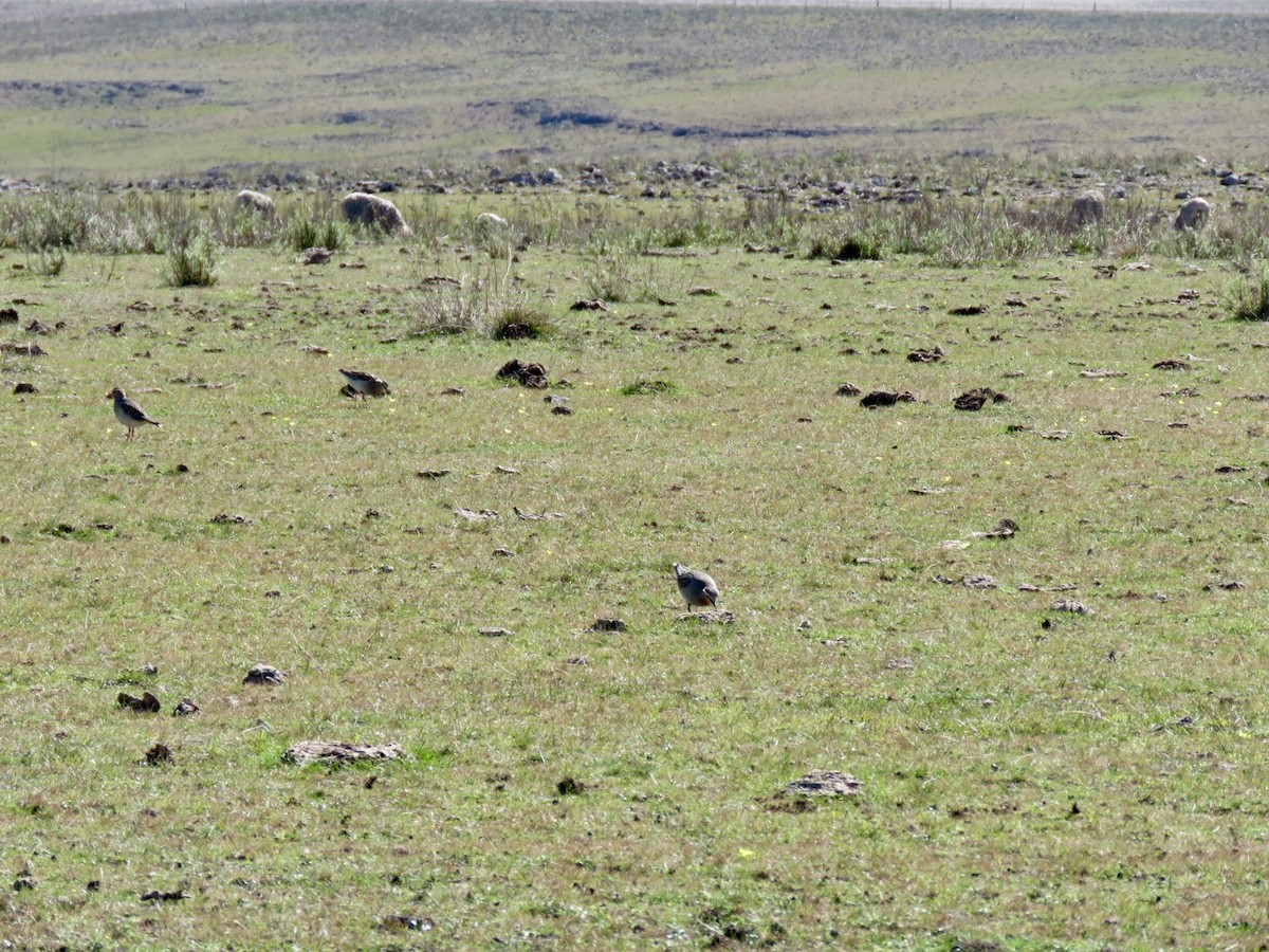 Tawny-throated Dotterel - ML640108256