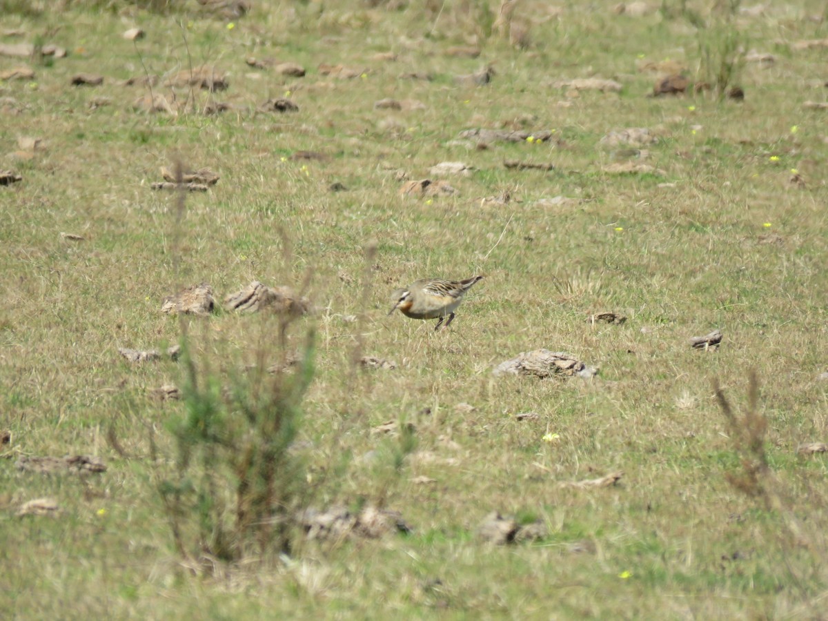 Tawny-throated Dotterel - ML640108257