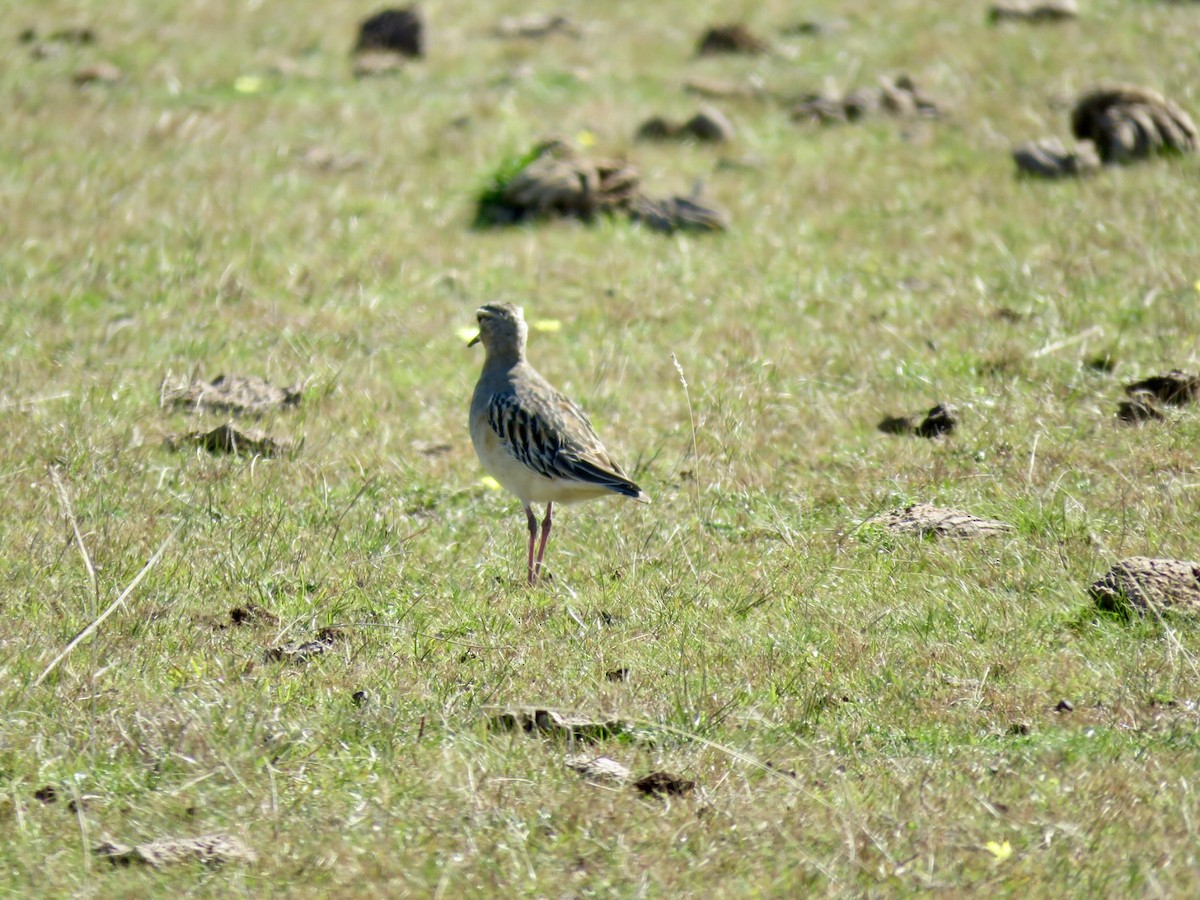 Tawny-throated Dotterel - ML640108261