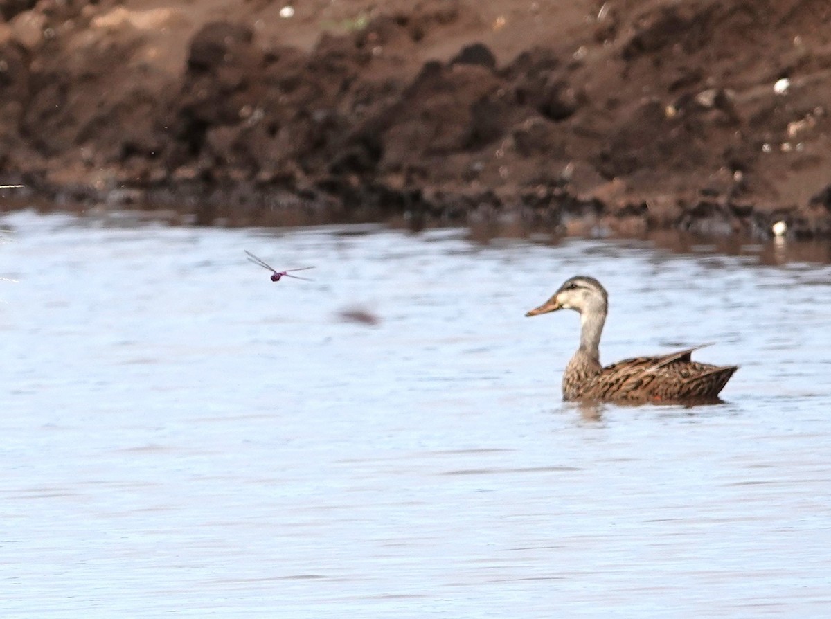 Mallard x Mottled Duck (hybrid) - ML640108300
