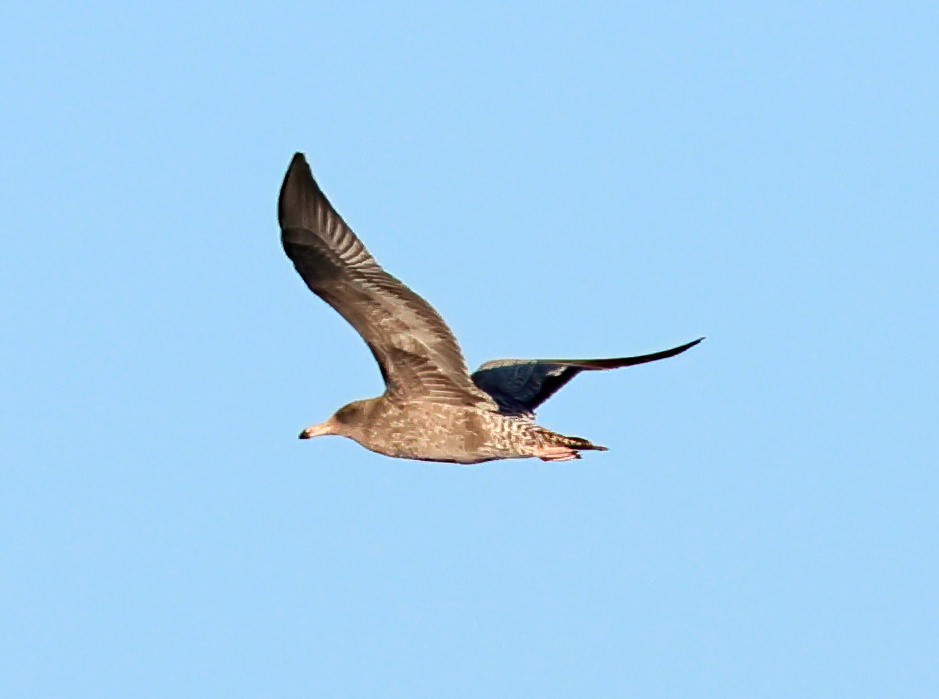 California Gull - ML640108340