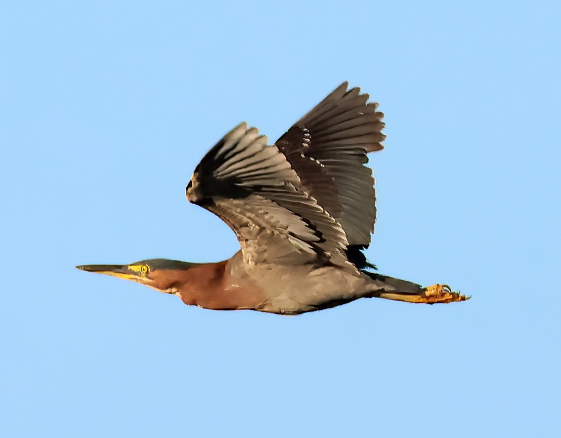 Green Heron - ML640108387