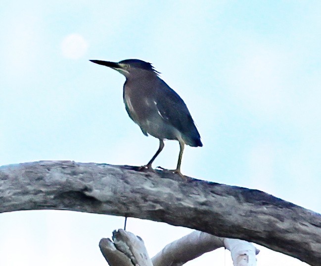 Green Heron - ML640108391
