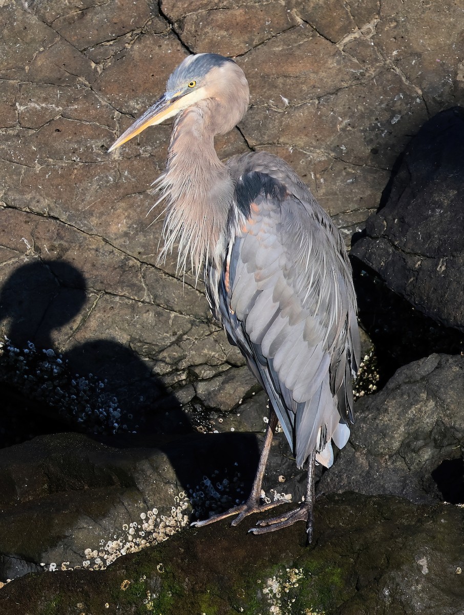Great Blue Heron - ML640108394