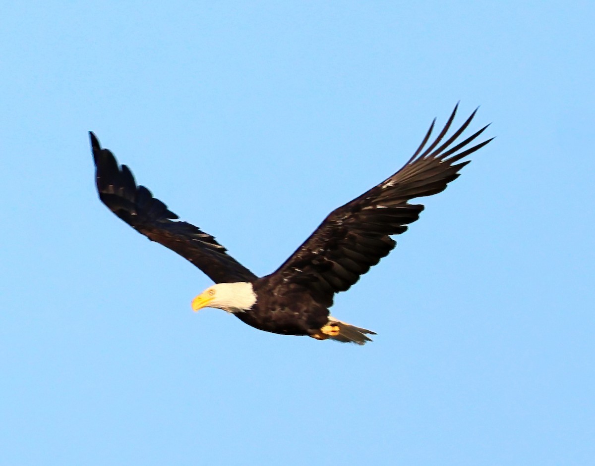 Bald Eagle - ML640108401