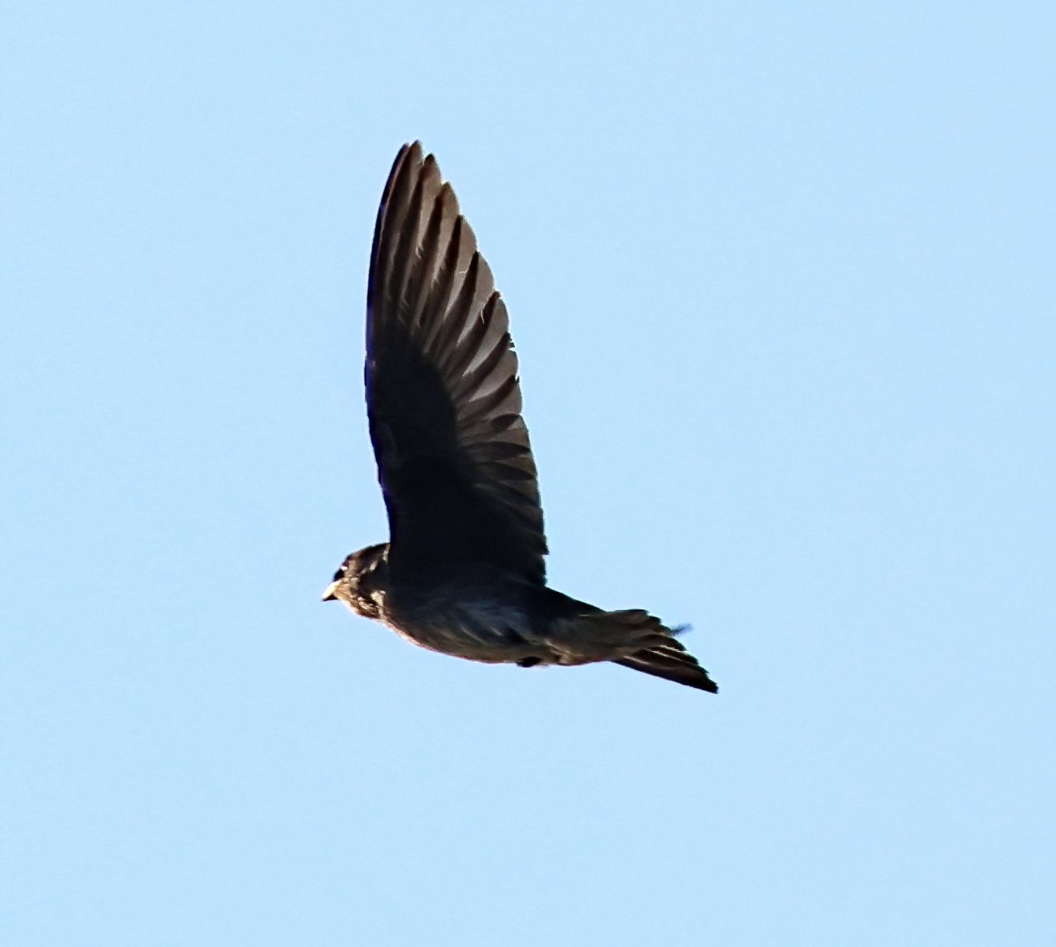 Purple Martin - ML640108407