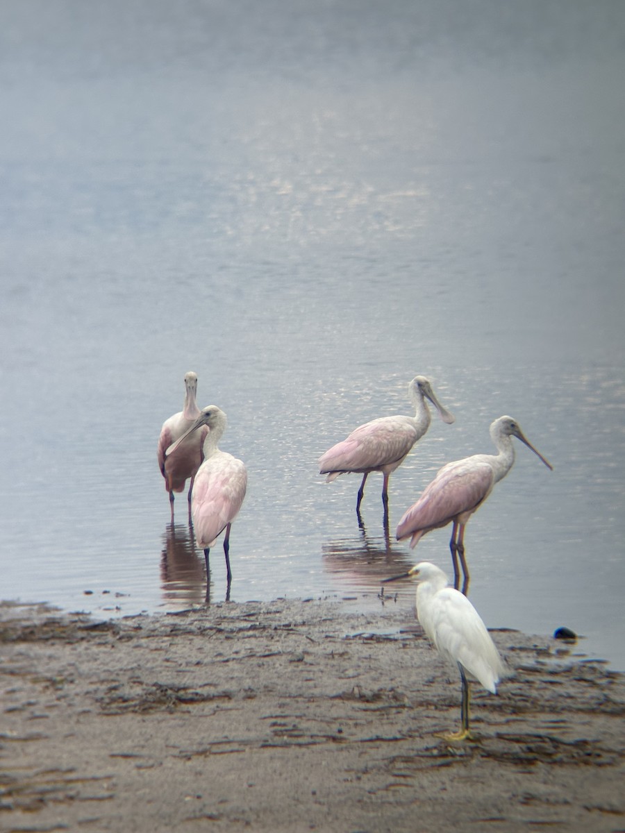 Roseate Spoonbill - ML640108434
