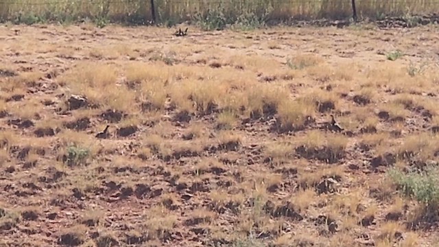 Gray Partridge - ML640108488