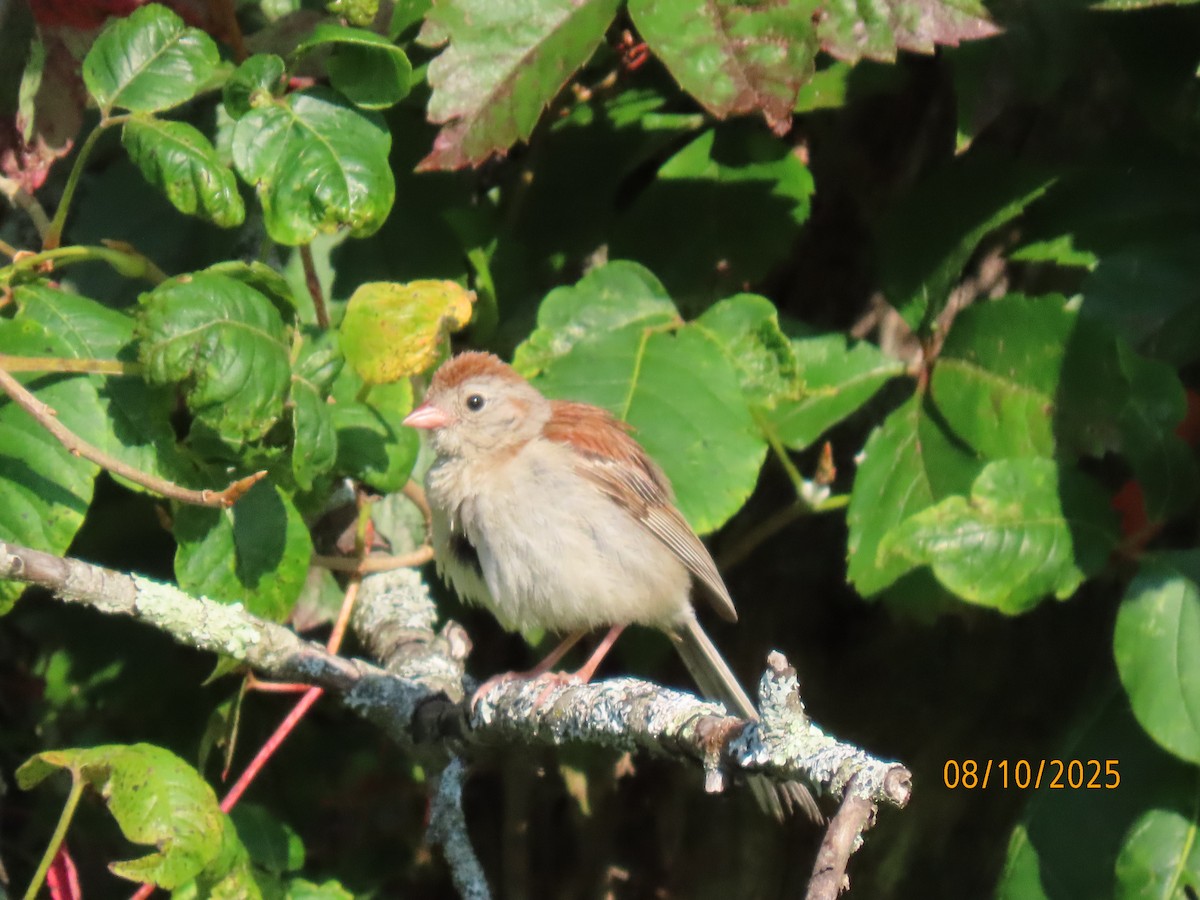 Field Sparrow - ML640108501