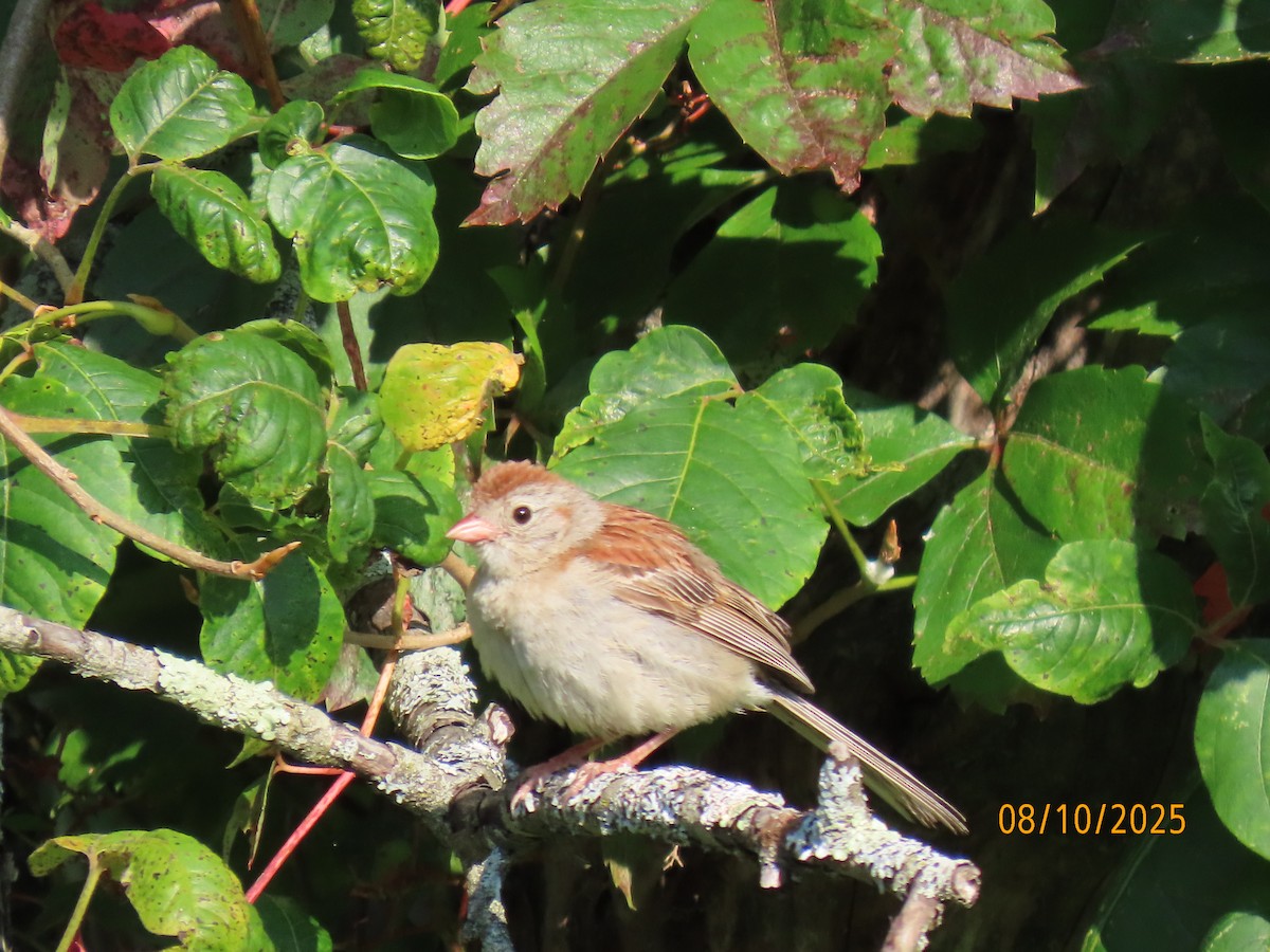 Field Sparrow - ML640108502