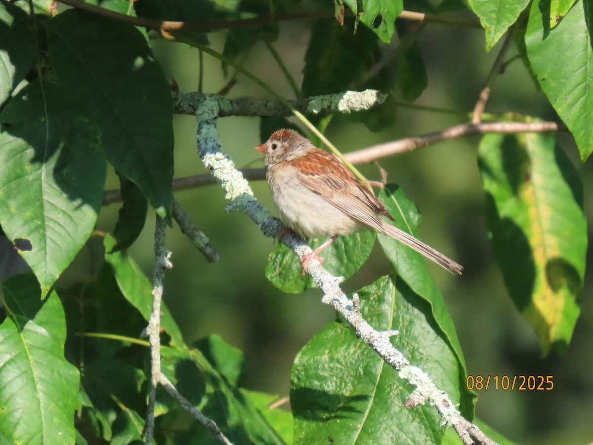 Field Sparrow - ML640108503