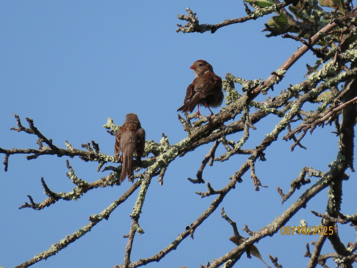 Field Sparrow - ML640108504