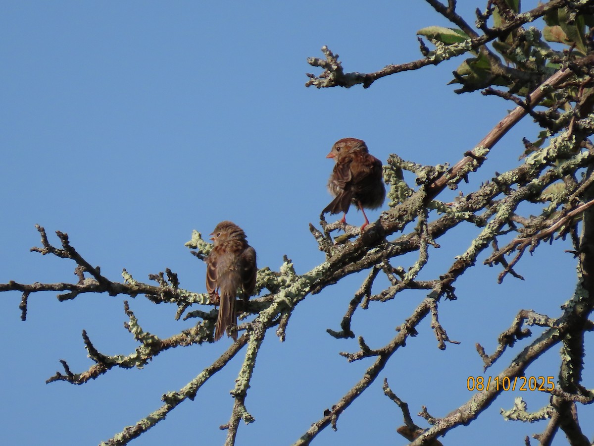Field Sparrow - ML640108505