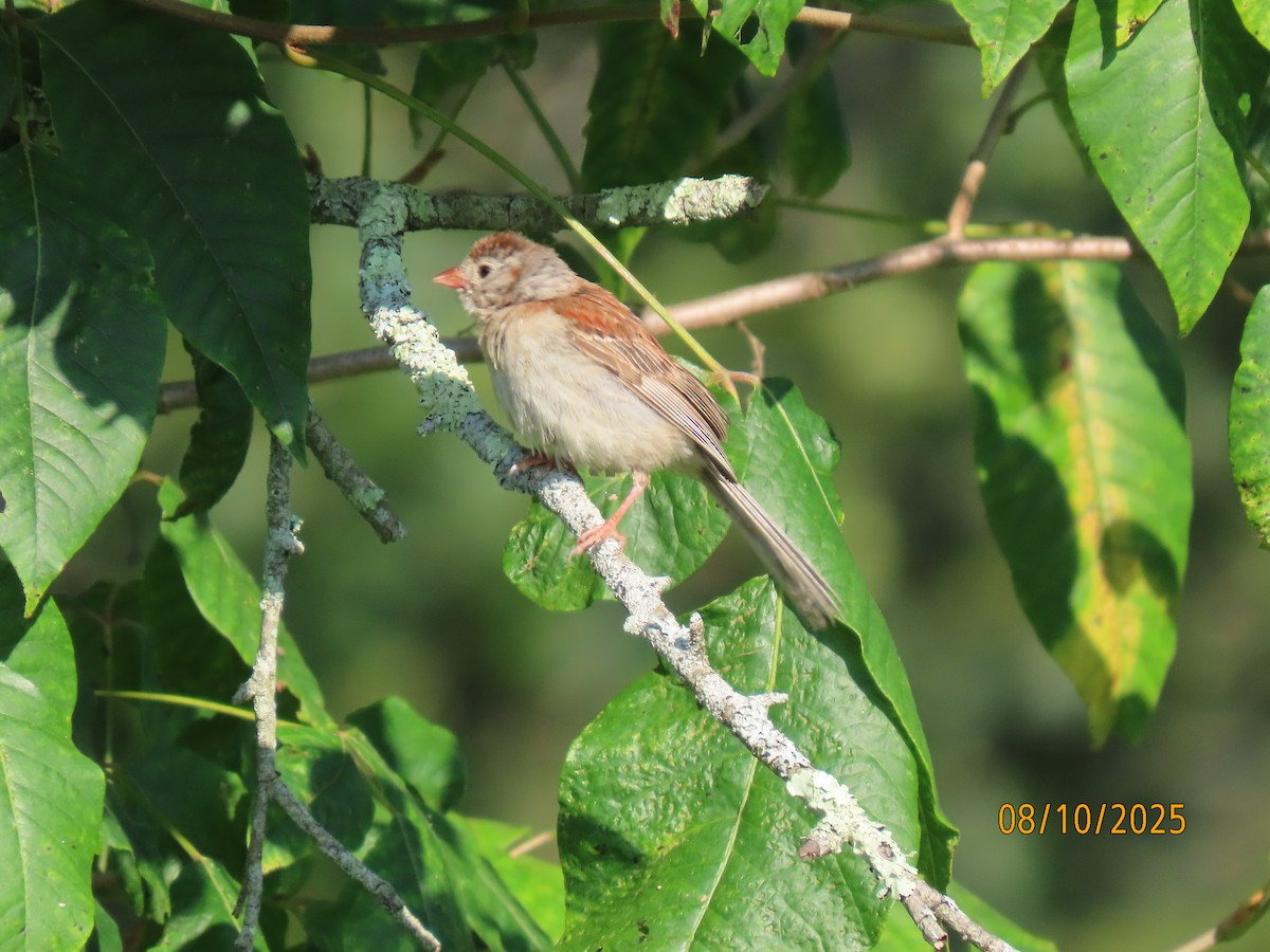 Field Sparrow - ML640108506
