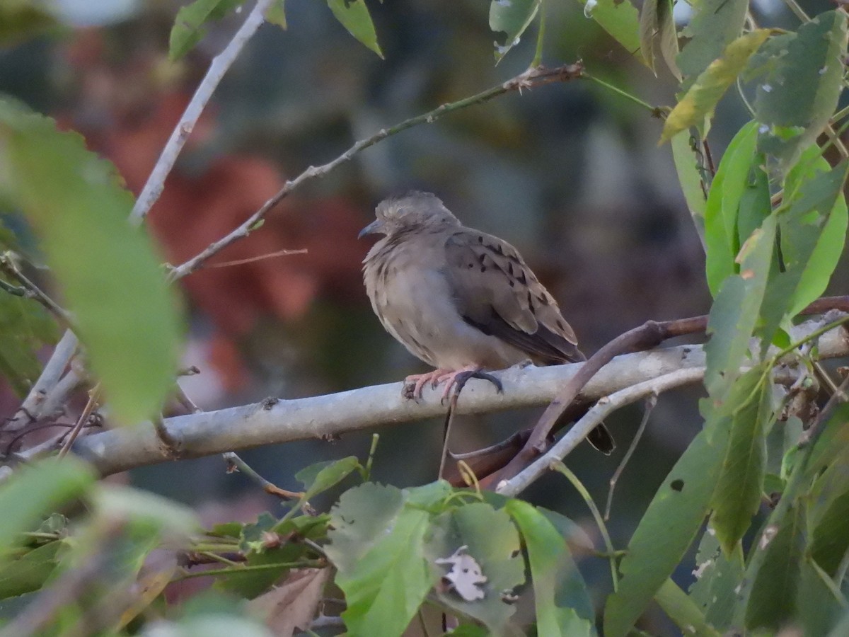Plain-breasted Ground Dove - ML640108569