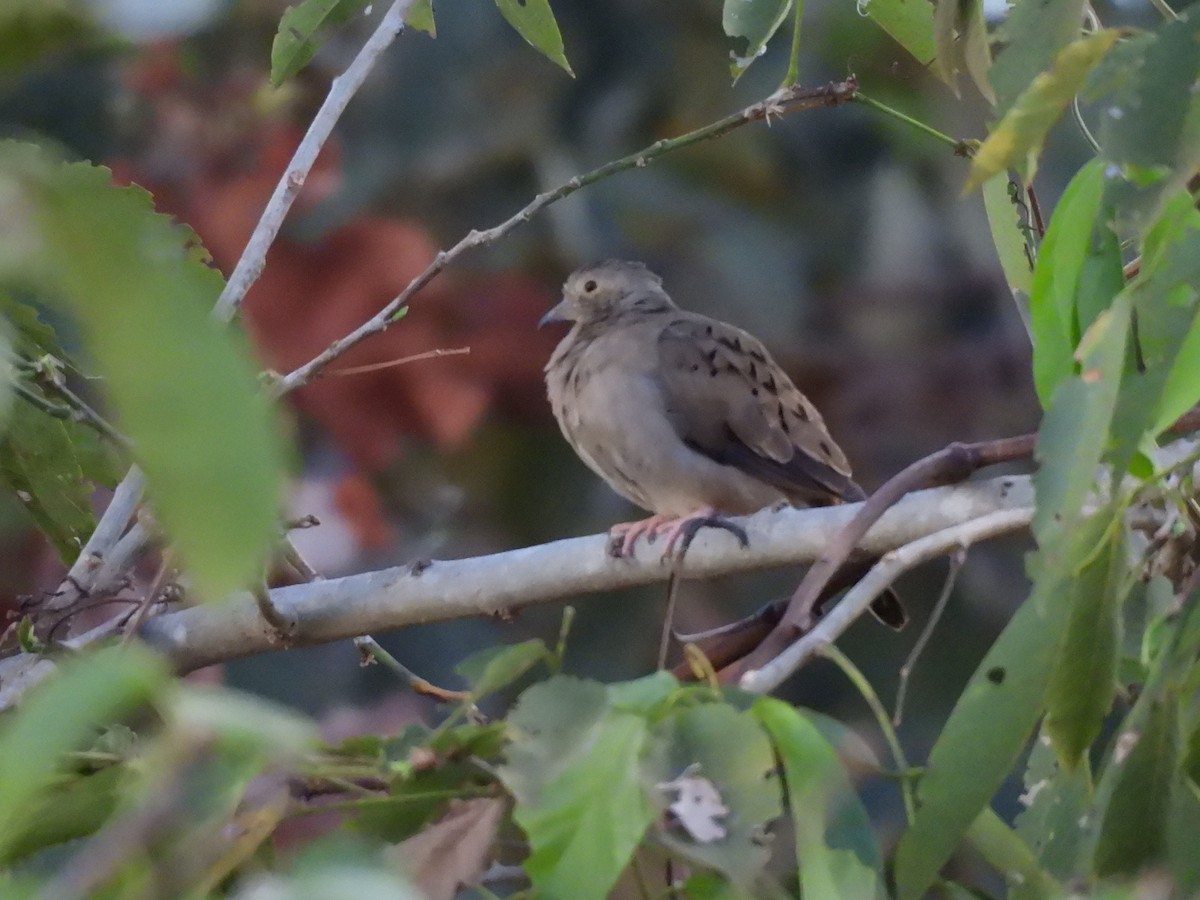 Plain-breasted Ground Dove - ML640108570