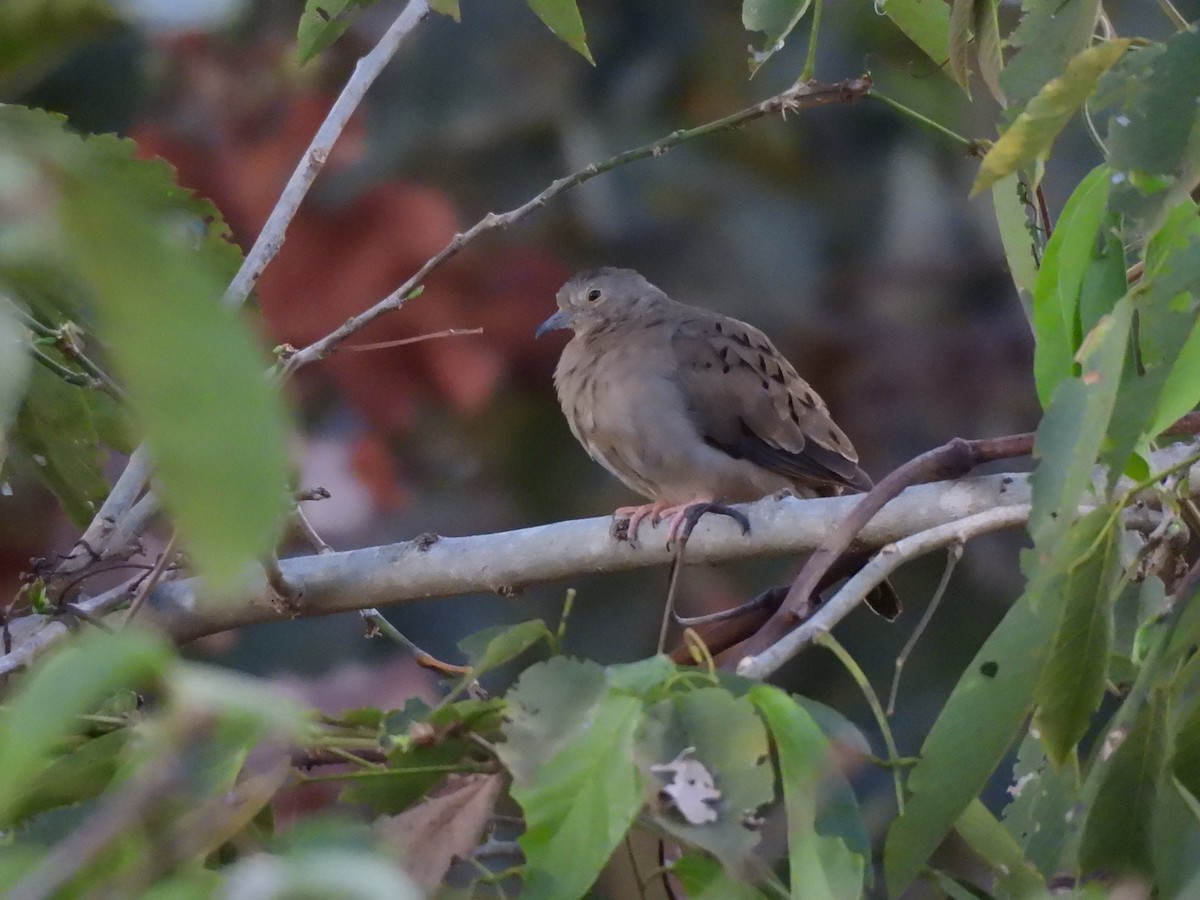 Plain-breasted Ground Dove - ML640108571