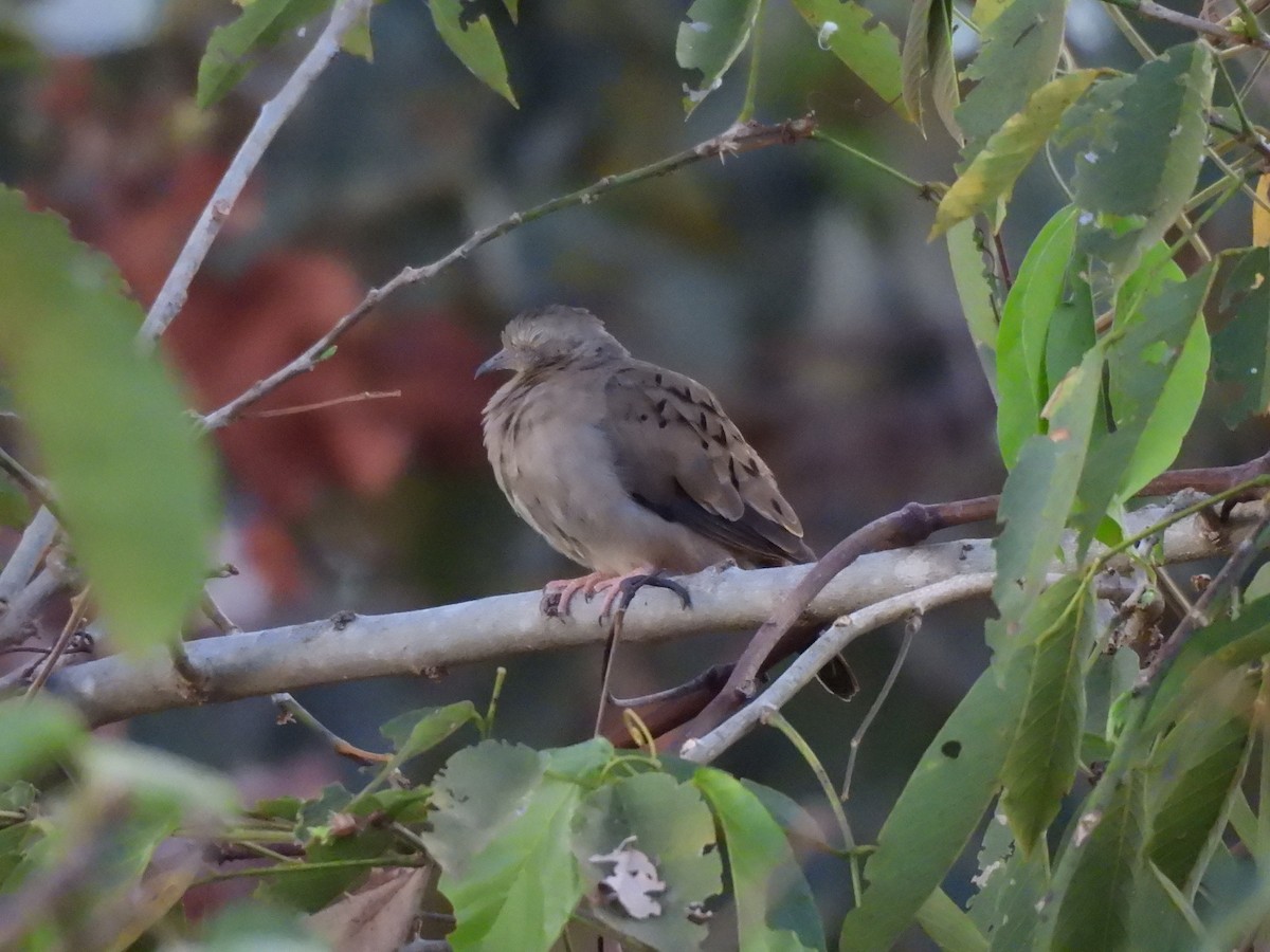 Plain-breasted Ground Dove - ML640108572