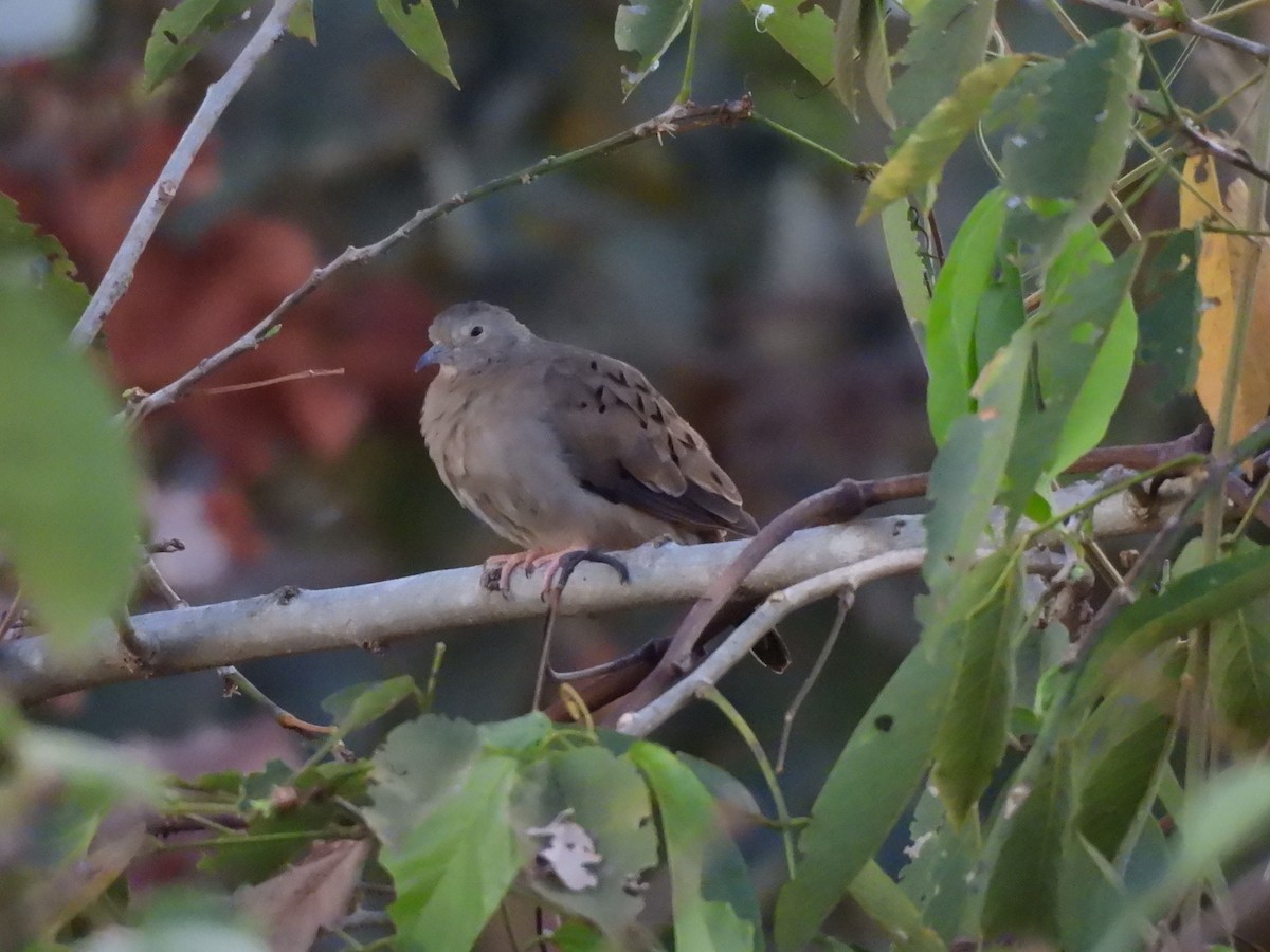Plain-breasted Ground Dove - ML640108573