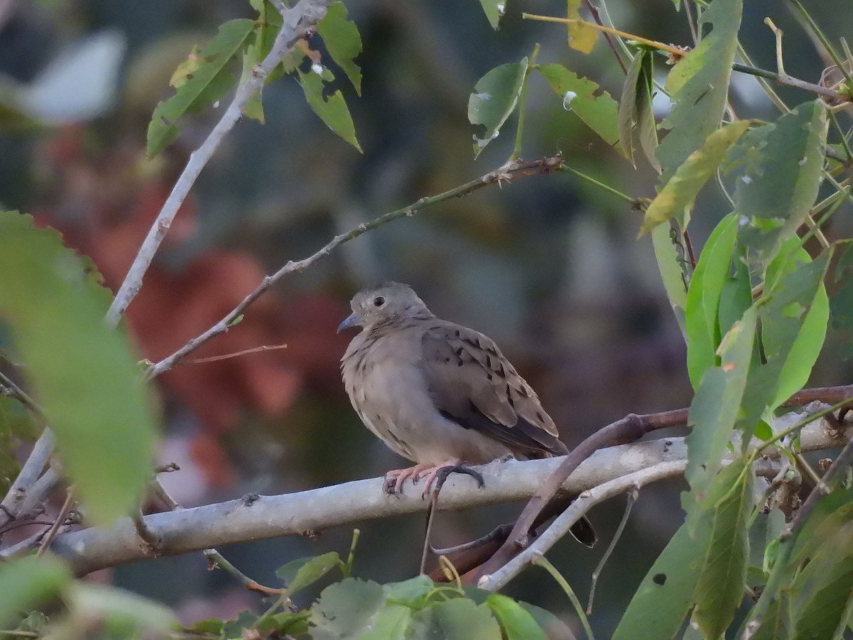 Plain-breasted Ground Dove - ML640108574