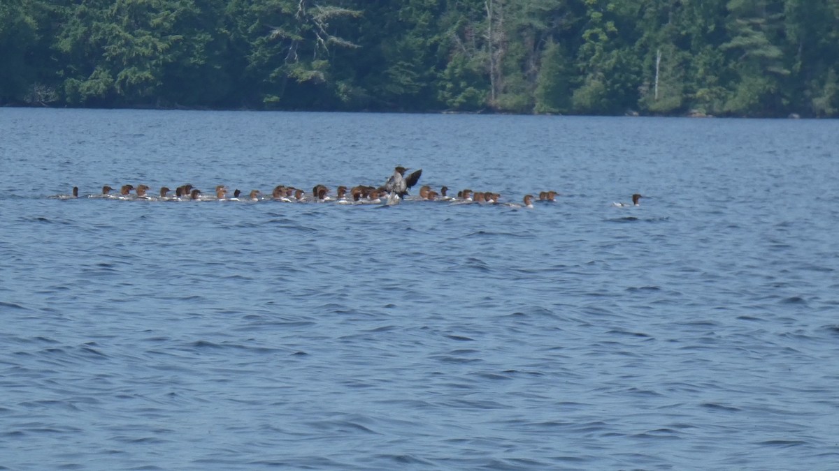 Common Merganser - ML640108739