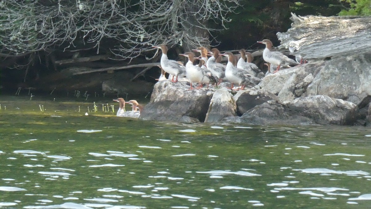 Common Merganser - ML640108740