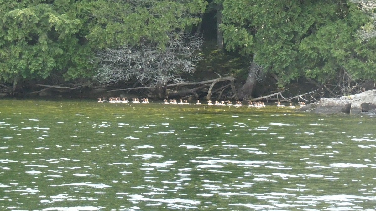 Common Merganser - ML640108741