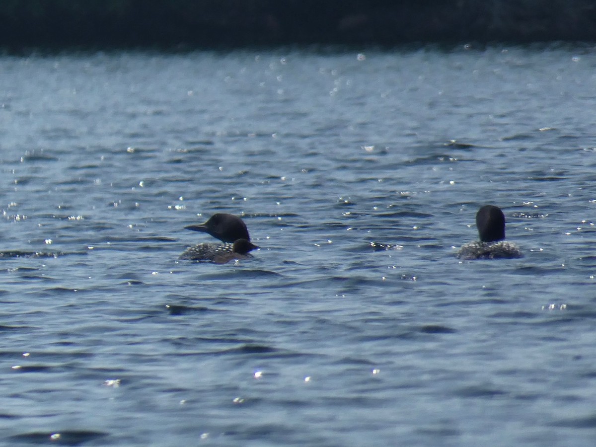 Common Loon - ML640108753