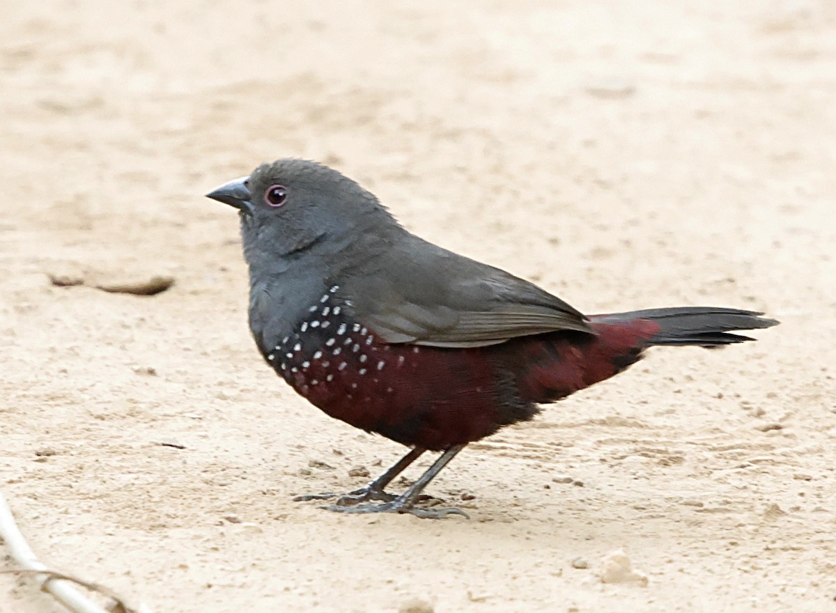 Dusky Twinspot - ML640108888