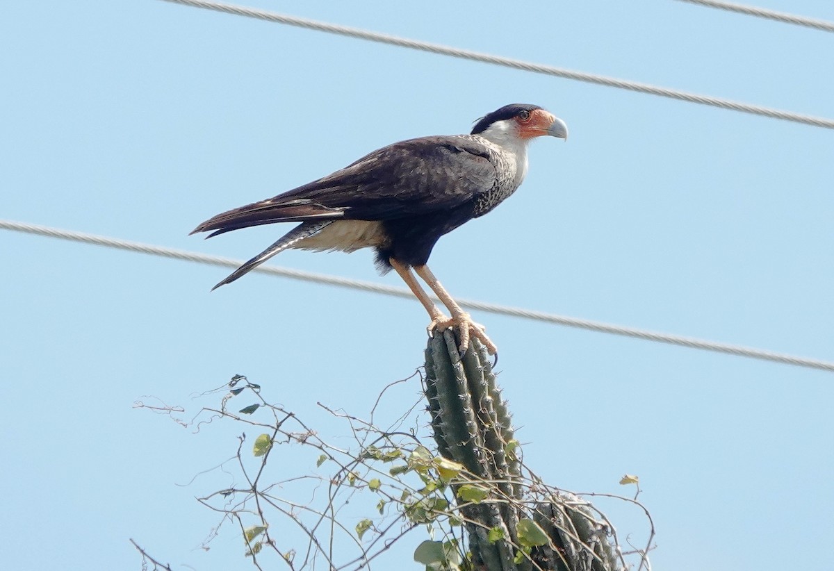 Caracara Carancho (norteño) - ML640109049