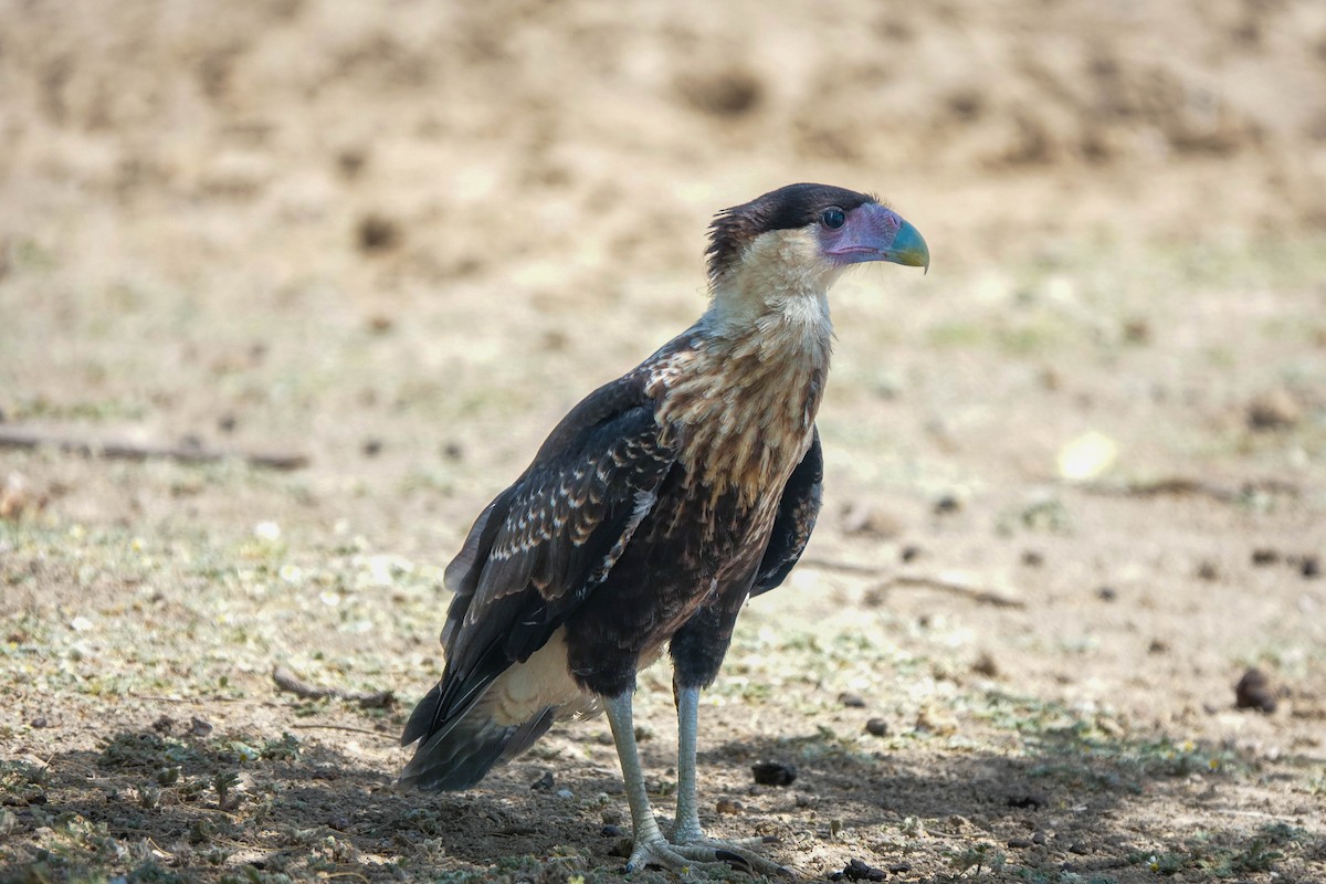 Caracara Carancho (norteño) - ML640109050